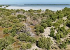 أشجار القرم وحماية السواحل القطرية عبر زراعة المانغروف